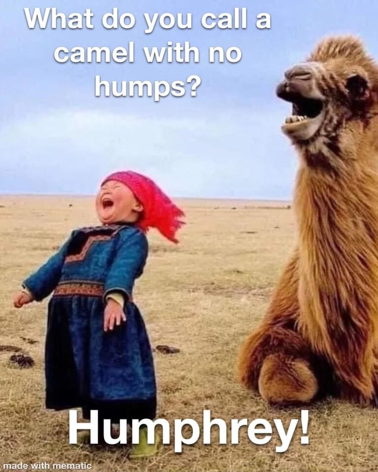 Hump Day Humor